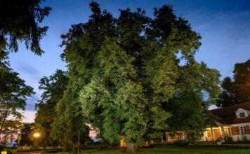 380-letnia lipa z Bieńkowic w Konkursie Drzewo Roku 2022! Właśnie ruszyło głosowanie