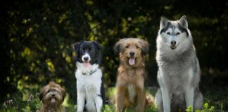 W Niepołomicach powstał wybieg dla psów. Otwarcie w najbliższą niedzielę