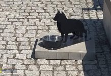 Brzesko. W przestrzeni miasta pojawiły się miski do pojenia psów