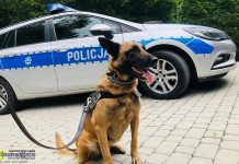 Policyjny pies służbowy znalazł na spacerze krzak konopi indyjskich