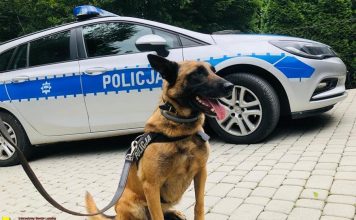 Policyjny pies służbowy znalazł na spacerze krzak konopi indyjskich