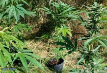 Nastolatkowie założyli nielegalną plantację konopi indyjskich