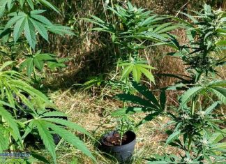 Nastolatkowie założyli nielegalną plantację konopi indyjskich
