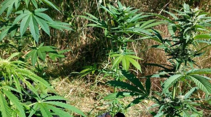 Nastolatkowie założyli nielegalną plantację konopi indyjskich