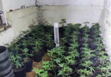 Borzęcin. 52-latek uprawiał konopie. Policja zlikwidowała plantację