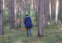 Grzybiarze. Policja apeluje o rozwagę