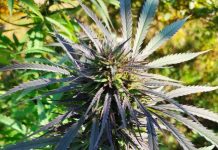 Krzaki konopi indyjskich w Cikowicach. Największy okaz miał prawie 3 metry wysokości