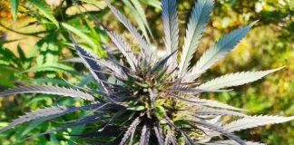 Krzaki konopi indyjskich w Cikowicach. Największy okaz miał prawie 3 metry wysokości