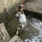 Gmina Kłaj. Mężczyzna więził kota na krótkiej smyczy. Zwierzę uratowały pracownice schroniska w Borku – WIDEO