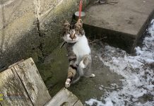 Gmina Kłaj. Mężczyzna więził kota na krótkiej smyczy. Zwierzę uratowały pracownice schroniska w Borku – WIDEO