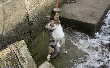 Gmina Kłaj. Mężczyzna więził kota na krótkiej smyczy. Zwierzę uratowały pracownice schroniska w Borku – WIDEO