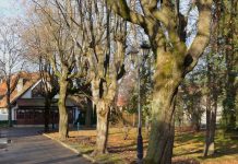 W niedzielę spacer dendrologiczny po Plantach Salinarnych