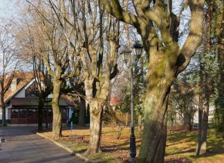 W niedzielę spacer dendrologiczny po Plantach Salinarnych