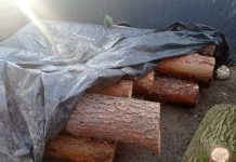 Brzesko. Leśni złodzieje ukradli 69 drzew