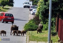 Rodzina dzików na spacerze w Bochni – WIDEO