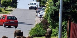 Rodzina dzików na spacerze w Bochni – WIDEO