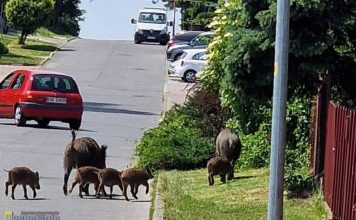 Rodzina dzików na spacerze w Bochni – WIDEO
