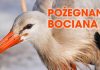 W sobotę „Pożegnanie Bociana” w Puszczy Niepołomickiej