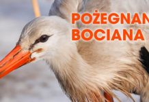 W sobotę „Pożegnanie Bociana” w Puszczy Niepołomickiej