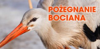 W sobotę „Pożegnanie Bociana” w Puszczy Niepołomickiej