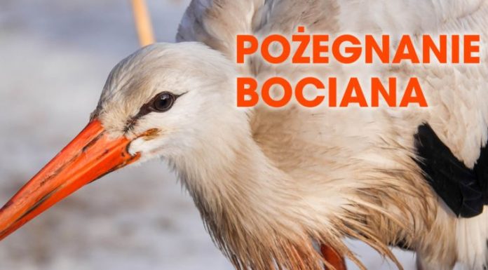 W sobotę „Pożegnanie Bociana” w Puszczy Niepołomickiej