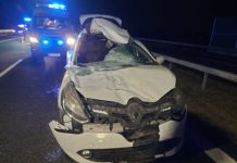Wypadek na A4. Osobówka zderzyła się z łosiem
