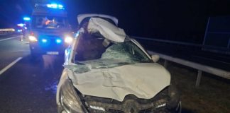 Wypadek na A4. Osobówka zderzyła się z łosiem