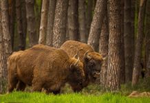 Nadleśnictwo Niepołomice: Zróbże minę uprzejmą żubrze