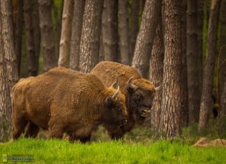 „Żubr. Królewski sąsiad zza płotu”. Wyjątkowe spotkanie o niepołomickiej hodowli