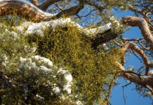 „Kto nie ma jemioły, cały rok goły”. Więc dlaczego jest coraz większym problemem? – WIDEO