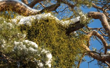 „Kto nie ma jemioły, cały rok goły”. Więc dlaczego jest coraz większym problemem? – WIDEO