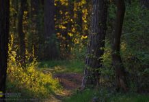 Puszcza Niepołomicka: Klimatyczny las