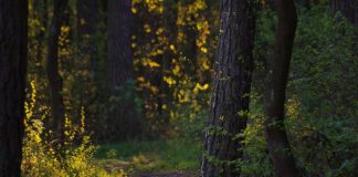 Puszcza Niepołomicka: Klimatyczny las