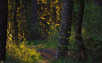 Puszcza Niepołomicka: Klimatyczny las