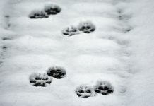 „Ślady i tropy zwierząt”. W niedzielę spacer po Puszczy Niepołomickiej