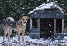 Zadbaj o swojego psa! Zima to trudny czas dla zwierząt – WIDEO