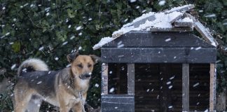 Zadbaj o swojego psa! Zima to trudny czas dla zwierząt – WIDEO