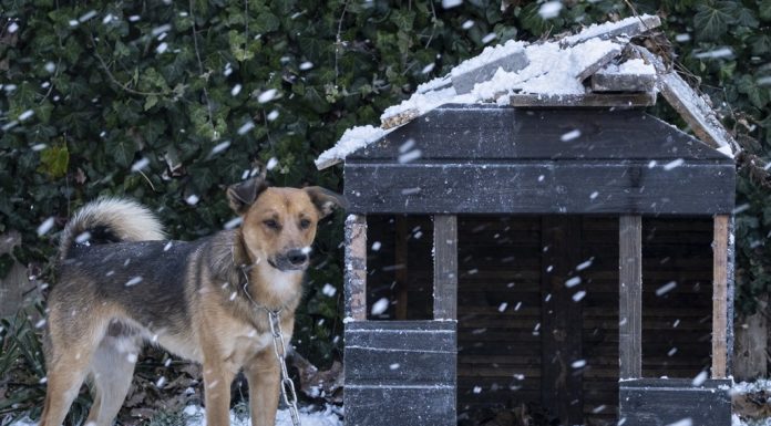 Zadbaj o swojego psa! Zima to trudny czas dla zwierząt – WIDEO