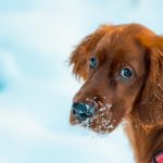 Schronisko w Borku apeluje o pomoc. Ruszyła akcja zimowych adopcji tymczasowych