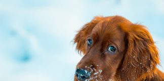 Schronisko w Borku apeluje o pomoc. Ruszyła akcja zimowych adopcji tymczasowych
