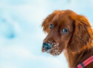 Schronisko w Borku apeluje o pomoc. Ruszyła akcja zimowych adopcji tymczasowych