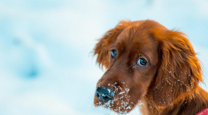 Schronisko w Borku apeluje o pomoc. Ruszyła akcja zimowych adopcji tymczasowych