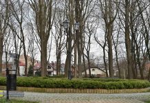 Bochnia. Na wniosek radnych usunięto gniazda gawronów na Placu Turka