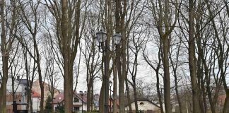 Bochnia. Na wniosek radnych usunięto gniazda gawronów na Placu Turka