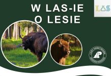 Niepołomice. W piątek wykład pt. „Tajemnice niepołomickich żubrów”