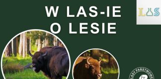 Niepołomice. W piątek wykład pt. „Tajemnice niepołomickich żubrów”