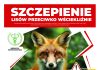 Wiosenna akcja ochronnego szczepienia lisów przeciwko wściekliźnie