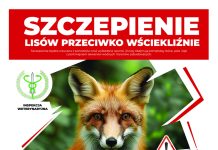 Wiosenna akcja ochronnego szczepienia lisów przeciwko wściekliźnie
