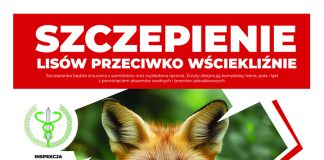 Wiosenna akcja ochronnego szczepienia lisów przeciwko wściekliźnie