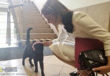 Kocur Draki przyszedł przywitać się z panią burmistrz